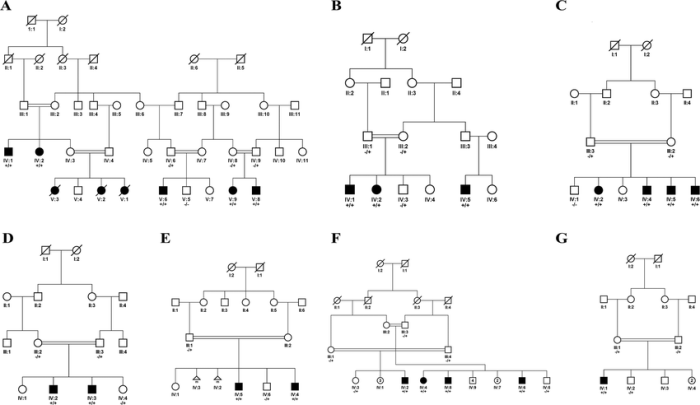 Pedigree albinism