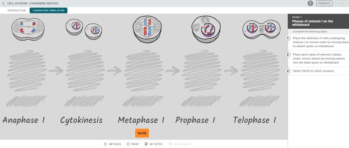 Mitosis virtual lab answer key