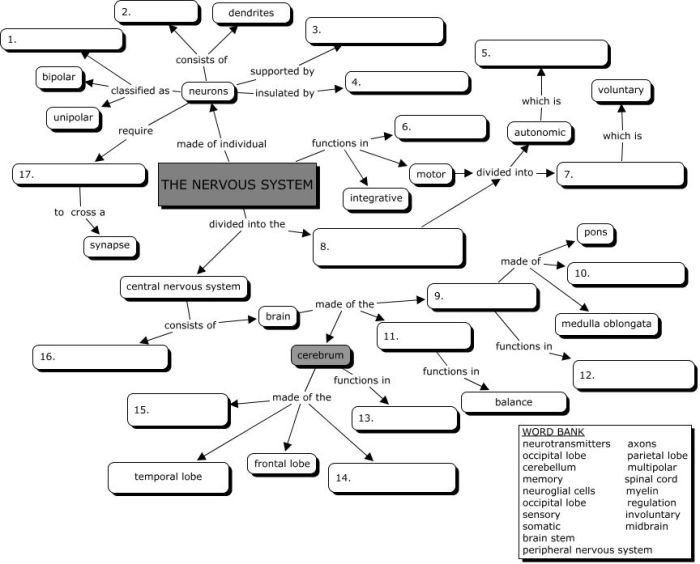 Nervous system concept map answer key pdf