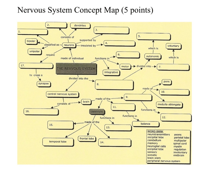 Nervous system concept map answer key pdf