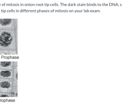 Mitosis virtual lab answer key