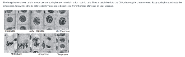 Mitosis virtual lab answer key