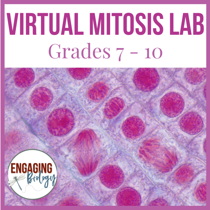 Mitosis virtual lab answer key