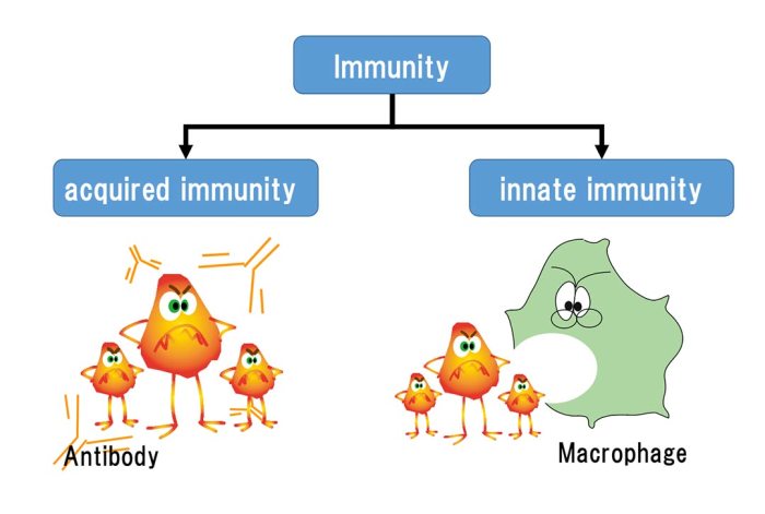 Infants are born with domain-specific innate knowledge systems according to