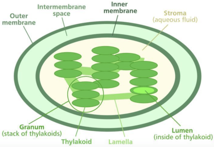 How do chloroplasts capture energy from the sun worksheet answers