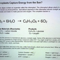 How do chloroplasts capture energy from the sun worksheet answers