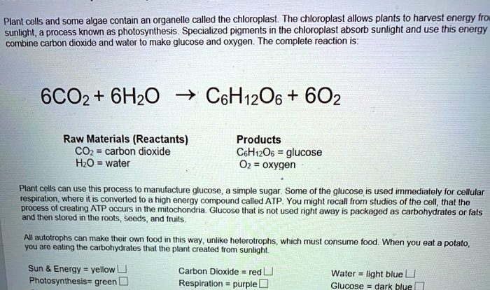 How do chloroplasts capture energy from the sun worksheet answers