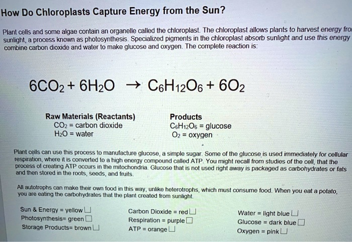 How do chloroplasts capture energy from the sun worksheet answers