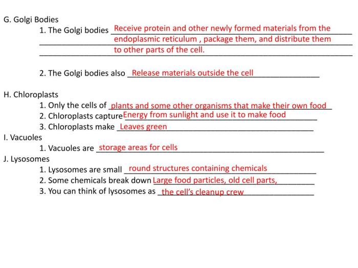 How do chloroplasts capture energy from the sun worksheet answers